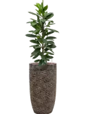 CC0008145