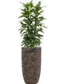 CC0008158