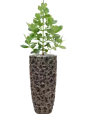CC0008689