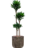 CC0008974