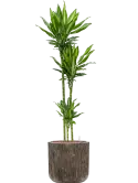 CC0009004