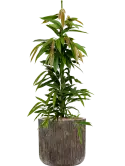 CC0009019