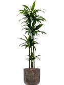 CC0009076
