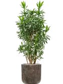 CC0009325