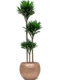 CC0009346