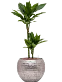 CC0009361