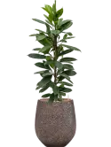 CC0009493