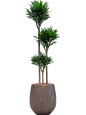 CC0009589