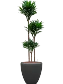 CC0009987