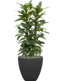 CC0010005