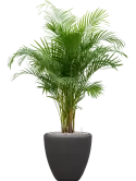 CC0010020