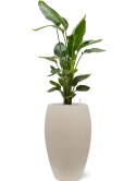 CC0010709