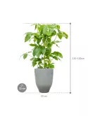 CC0010890_1