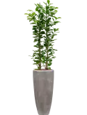 CC0018881