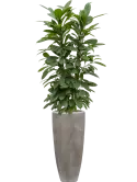 CC0018916