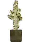 CC0021485