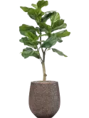 CC0022238