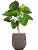 CC0022250