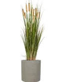 CC0022430
