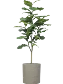 CC0022436