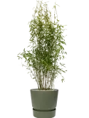 CC0023365