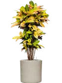 CC0023615