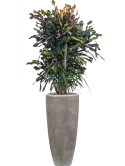CC0023707