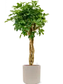 CC0025866