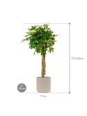 CC0025866_1