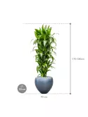 CC0026162_1