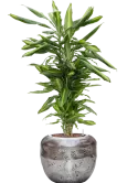 CC0026520