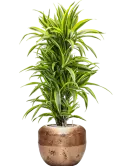 CC0026601