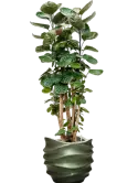 CC0027927