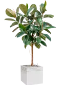 CC0028752