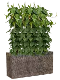 CC0029008