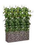 CC0029011