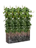 CC0029014