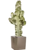 CC0029071