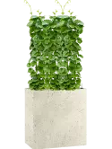 CC0029370