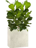 CC0029376