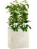 CC0029379
