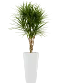 CC0029878