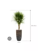 CC0029911_1