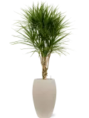 CC0029920