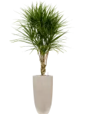 CC0030080