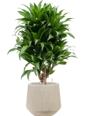 CC0030104