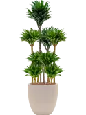 CC0030131