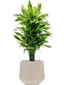 CC0030145