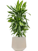 CC0030151