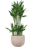 CC0030521